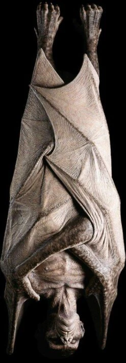 Hanging Vampire -Distortions Unlimited Shop Hanging Vampire web