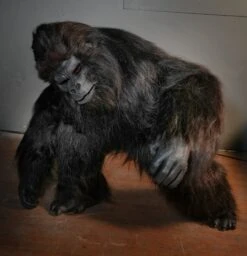 Gorilla Costume - Movie -Distortions Unlimited Shop gorilla costume bent