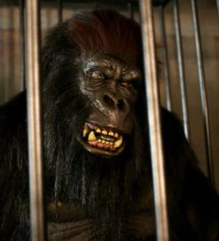 Gorilla In A Cage Animation -Distortions Unlimited Shop gorilla face sm