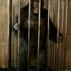 Gorilla In A Cage Animation
