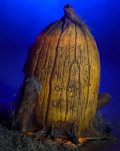 Grizzly Gourd -Distortions Unlimited Shop grizzley gourd back md